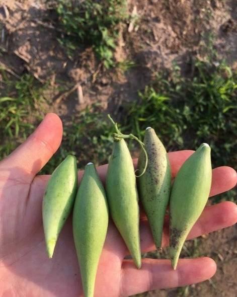 通辽学校吃瓜,揭秘校园里的那些事儿 第3张 通辽学校吃瓜,揭秘校园里的那些事儿 第3张